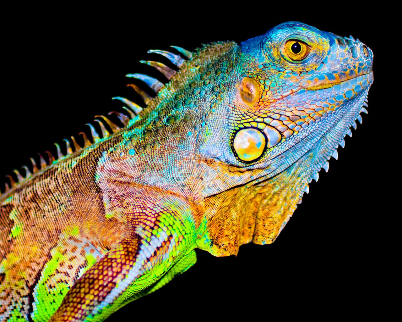 Nueva Zelanda siguió estos pasos debido a la enorme pérdida que tiene de especies.