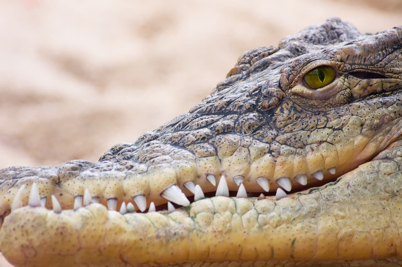 Poco a poco los seres humanos vamos entendiendo y aprendiendo más sobre las increíbles criaturas con las que compartimos el mundo.