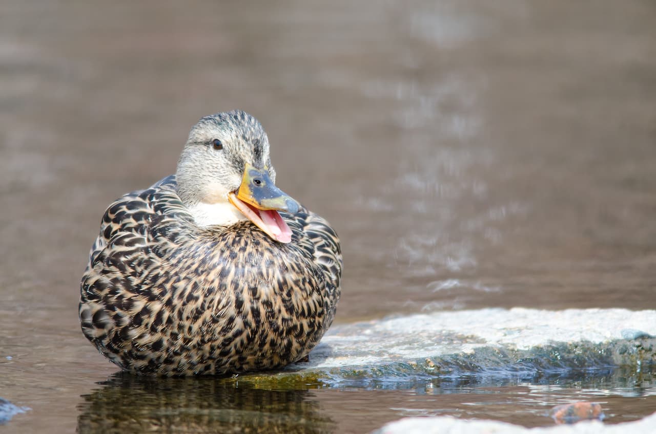 Las aves no evolucionaron para poder volar y muchas especies vivían tranquilamente.