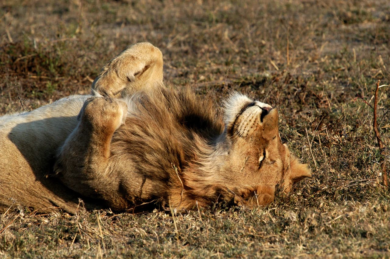 "Decir que los animales son sensibles es declarar explícitamente que pueden experimentar emociones tanto positivas como negativas, incluyendo el dolor y la angustia", dijo la Presidenta del Comité Consultivo Nacional de Ética Animal, la Dra. Virginia Williams, de acuerdo con un portal.
