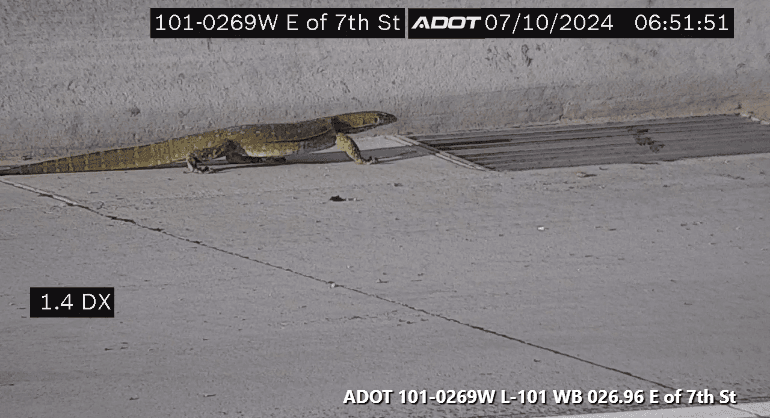 Rescatan enorme reptil sobre el Loop 101 al norte de Phoenix