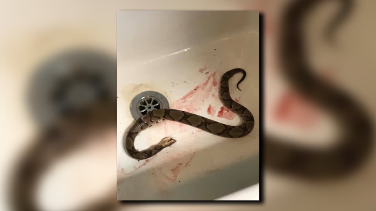 El veneno de cabeza de cobre rara vez causa la muerte en humanos, pero los niños " 
<a href="https://www.livescience.com/43641-copperhead-snake.html" target="_blank">pueden tener reacciones fuertes al veneno</a>" 
<a href="https://www.livescience.com/43641-copperhead-snake.html" target="_blank">,</a> según LiveScience. Los síntomas pueden incluir "shock, presión arterial baja (y) debilidad", según Healthline.