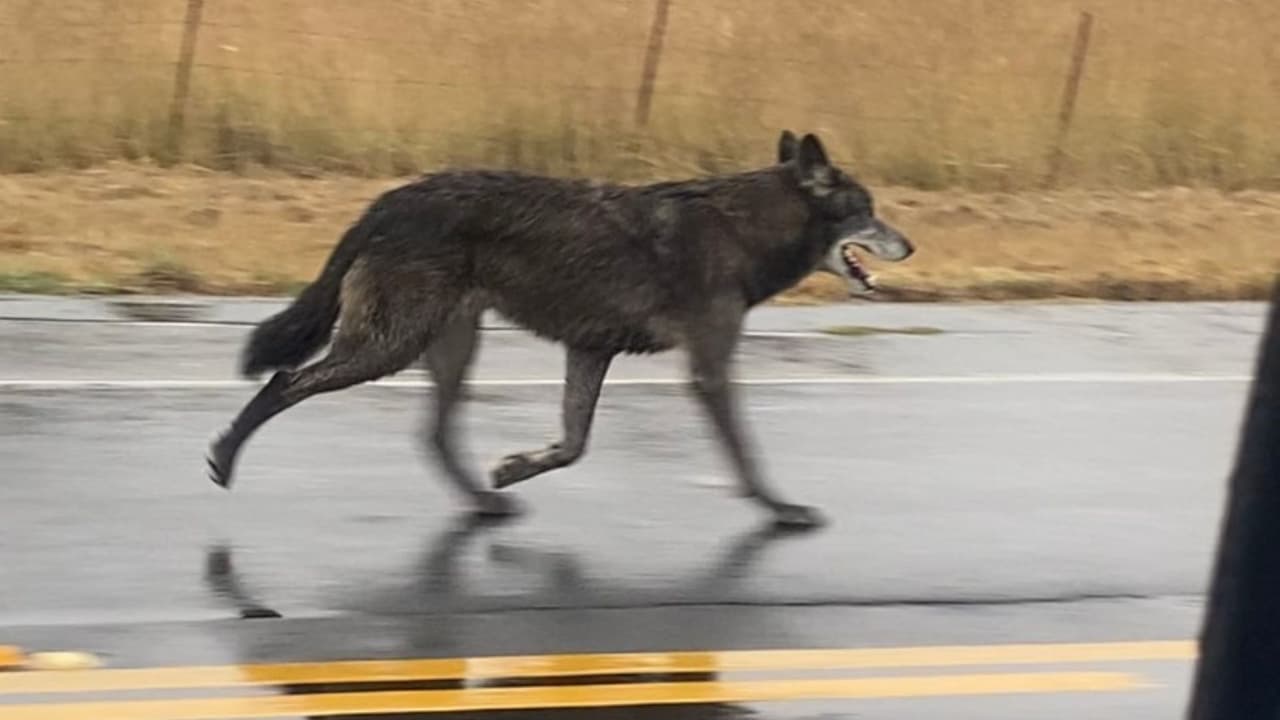 Recuperan al lobo híbrido que se escapó: lo que se sabe de esta misteriosa mascota