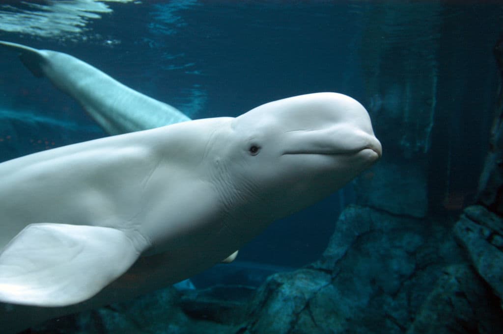 Beluga