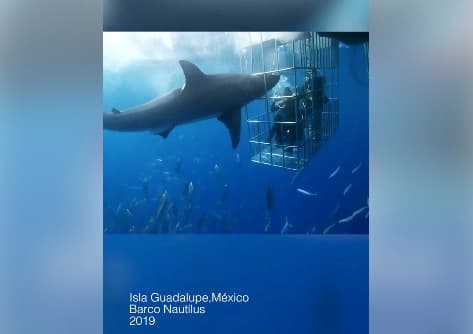 Activista mexicano denuncia la muerte de un tiburón blanco que quedó atrapado en una jaula