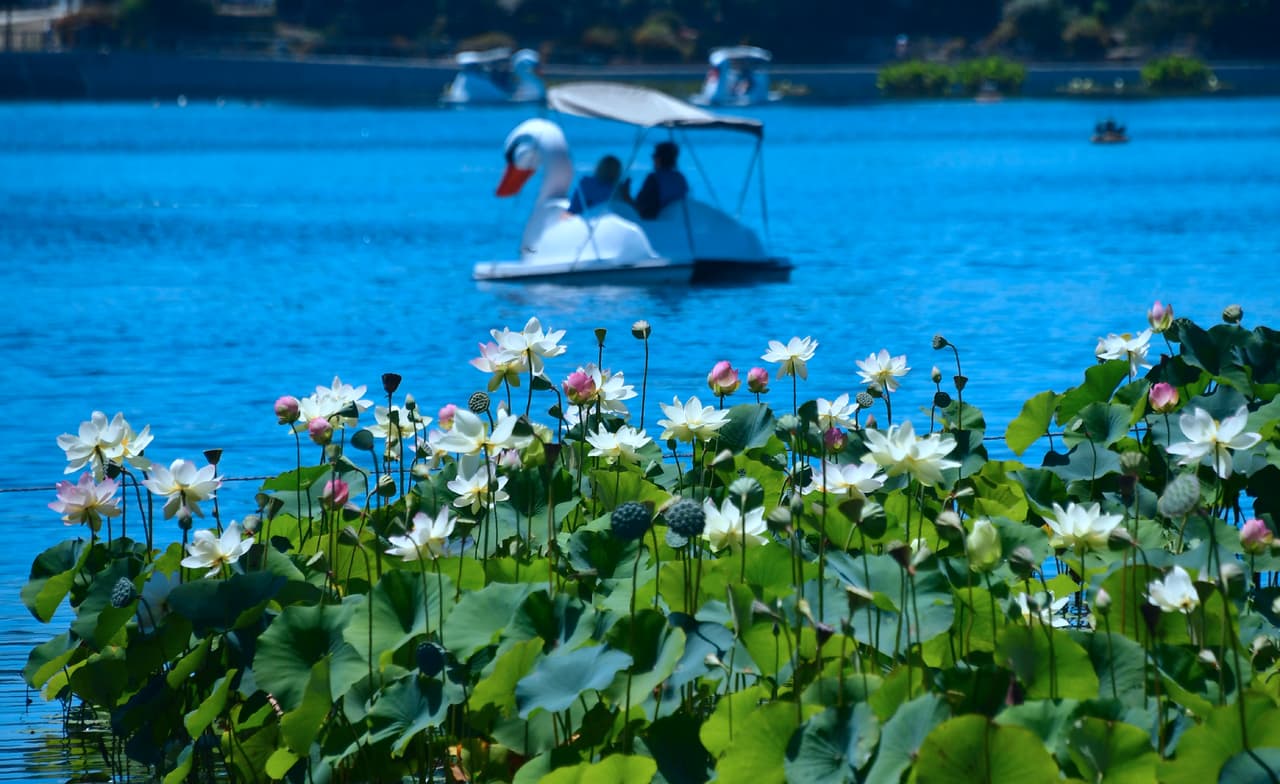 Además, en medio de la pandemia es posible usar los 
<a href="https://wheelfunrentals.com/ca/los-angeles/echo-park/" target="_blank">botes de pedal en el lago</a> pero el cupo es limitado y se deben hacer reservaciones previas en internet.