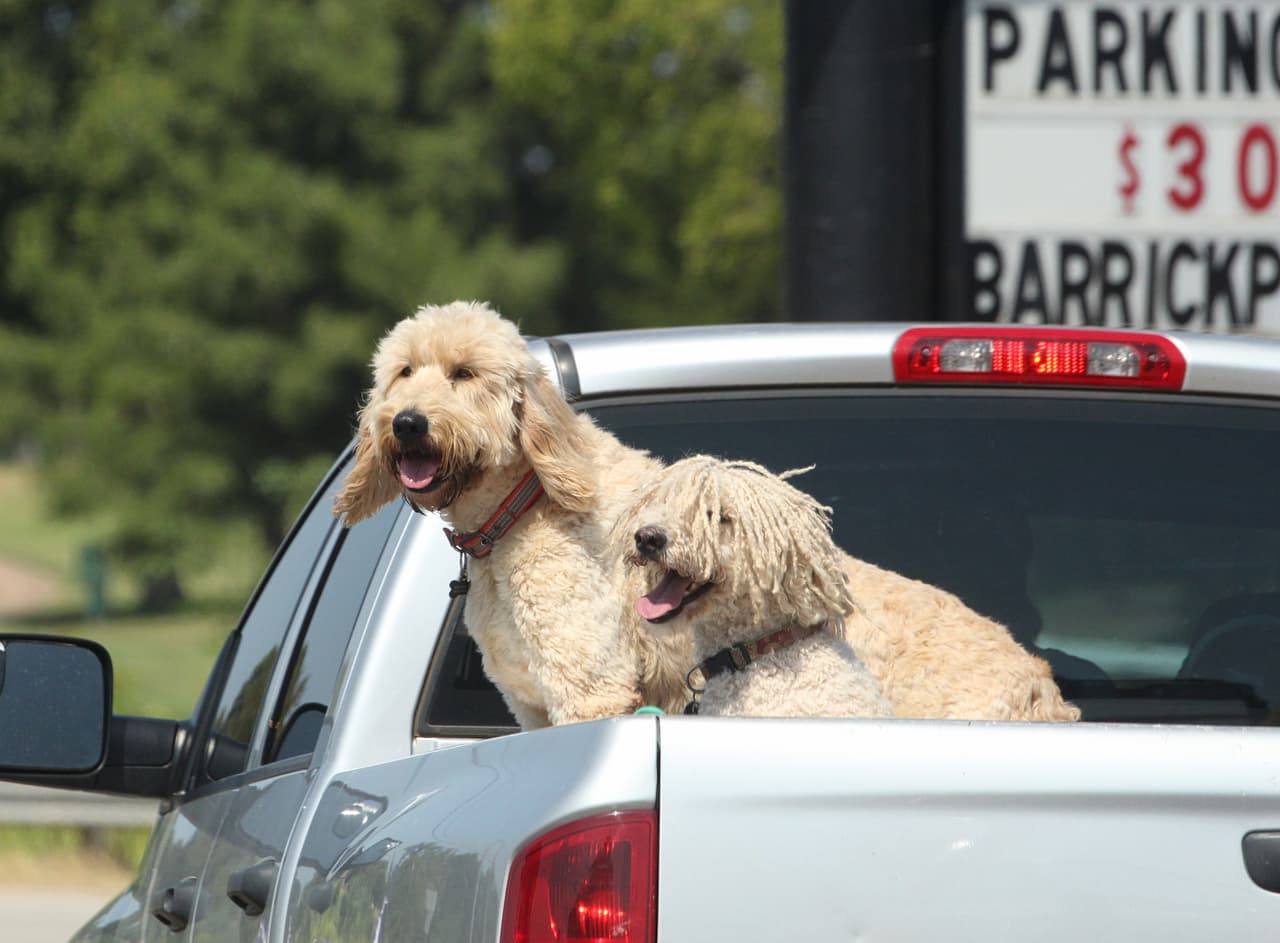 <b>Pickups:</b>
<br>
<br>Un perro NO debe de ir suelto en el área de carga, ya que puede saltar mientras el vehículo se encuentra en movimiento. Tampoco debes amarralo porque correría el riesgo de estrangulamiento. La mascota tiene que ir en una caja transportadora y asegurada a los anclajes ubicados en la caja de carga.
