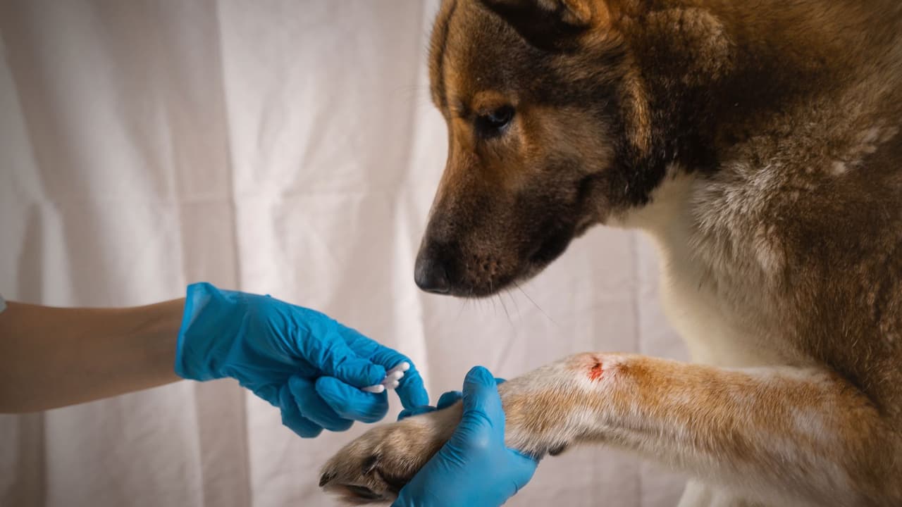 Oficial dispara contra un perro en Arlington: ¿qué dice la ley sobre estos casos en Texas?