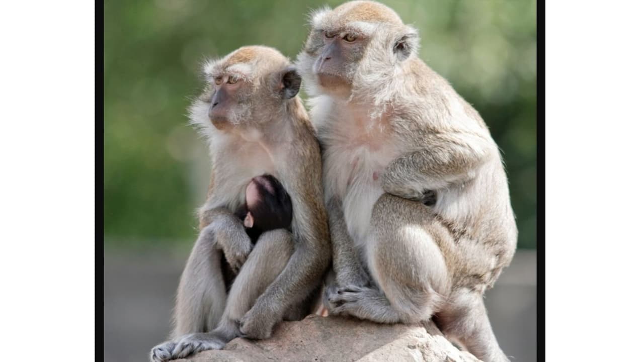 El escape de más de 40 monos de un laboratorio que genera una intensa búsqueda en Carolina del Sur