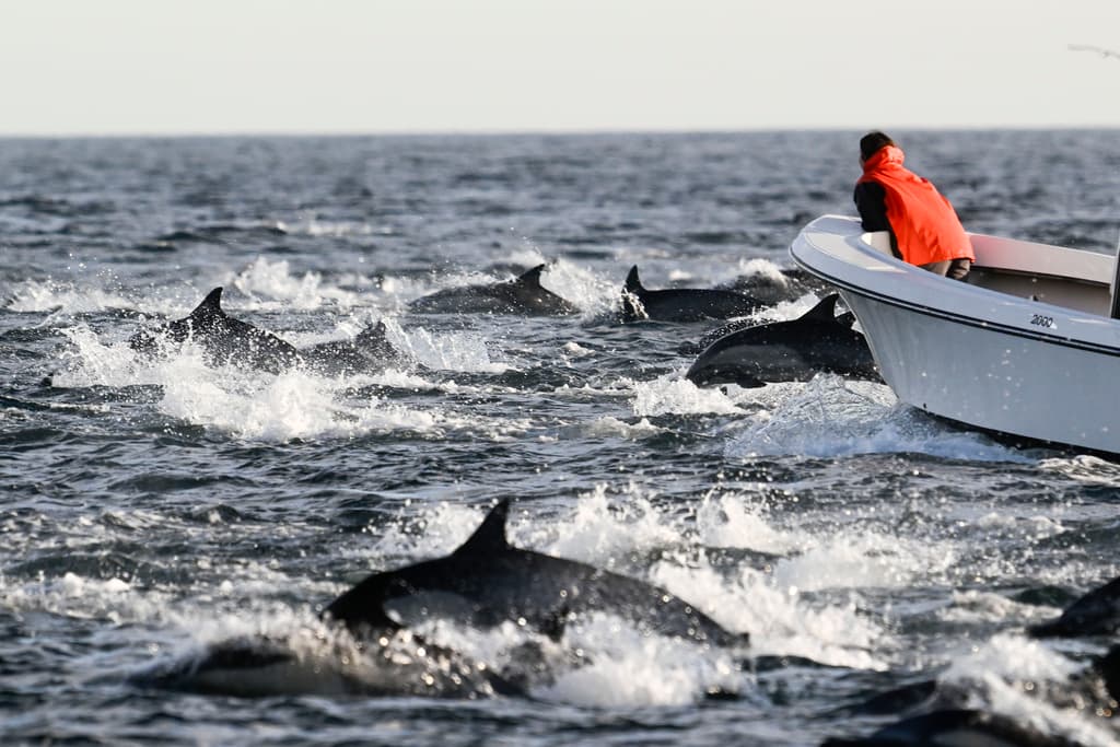 Cuando van en los distintos botes autorizados, antes de llegar a la zona donde abundan las también llamadas ballenas asesinas en Point Loma, los visitantes han podido divisar grandes manadas de delfines.