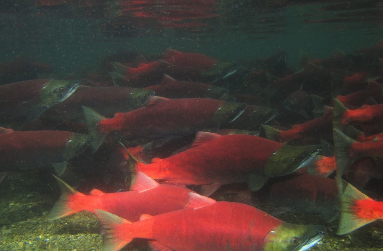 Los salmones que se ven en esta foto han sobrevivido por años en el océano, no han comido durante unos meses, y ahora están a unos pocos cientos de metros de donde nacieron. Normalmente plateados, los salmones cambian a un rojo llamativo para atraer a una pareja.