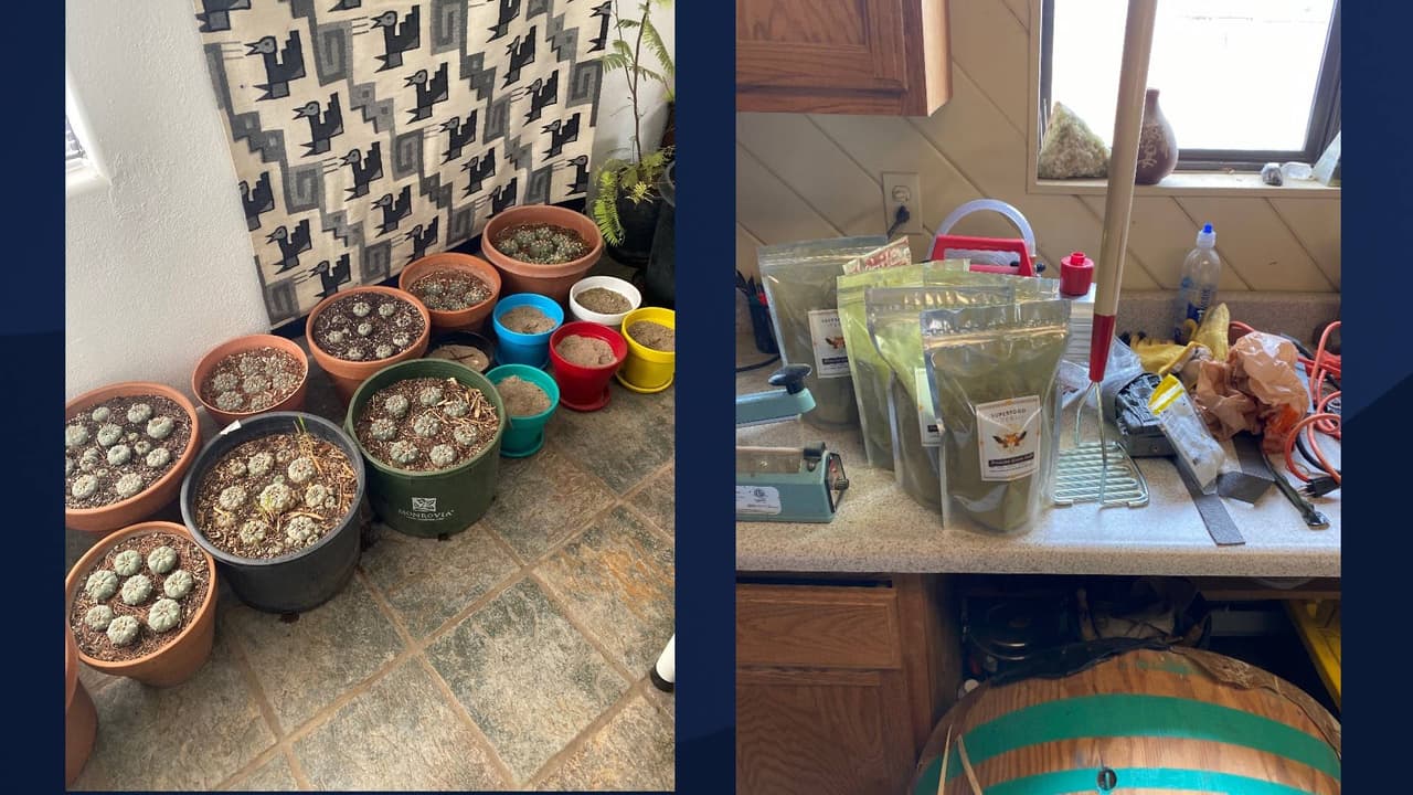 Autoridades encontraron 8.9 libras de mescalina, 427 cactus peyote vivos, 83 plantas de marihuana, 29 libras de peyote seco, 59 libras de marihuana procesada, 5 libras de 
<i>hongos psilocibina </i>y 7 tabletas de LSD. 
<br>