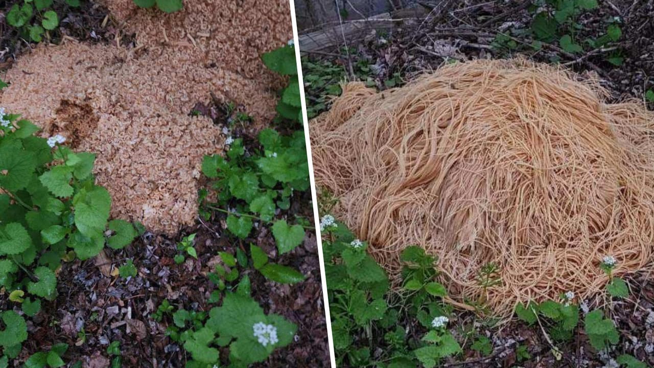 Vecinos de pueblo en Nueva Jersey encuentran 500 libras de pasta cocinada tiradas en un parque