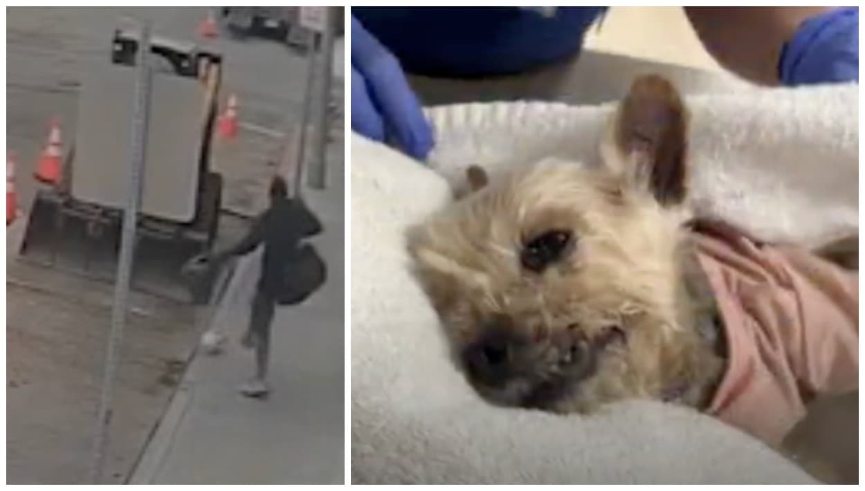 Preso y sin fianza el indigente acusado de patear a Bart, un perro de 15 años que estaba con su dueña en Venice