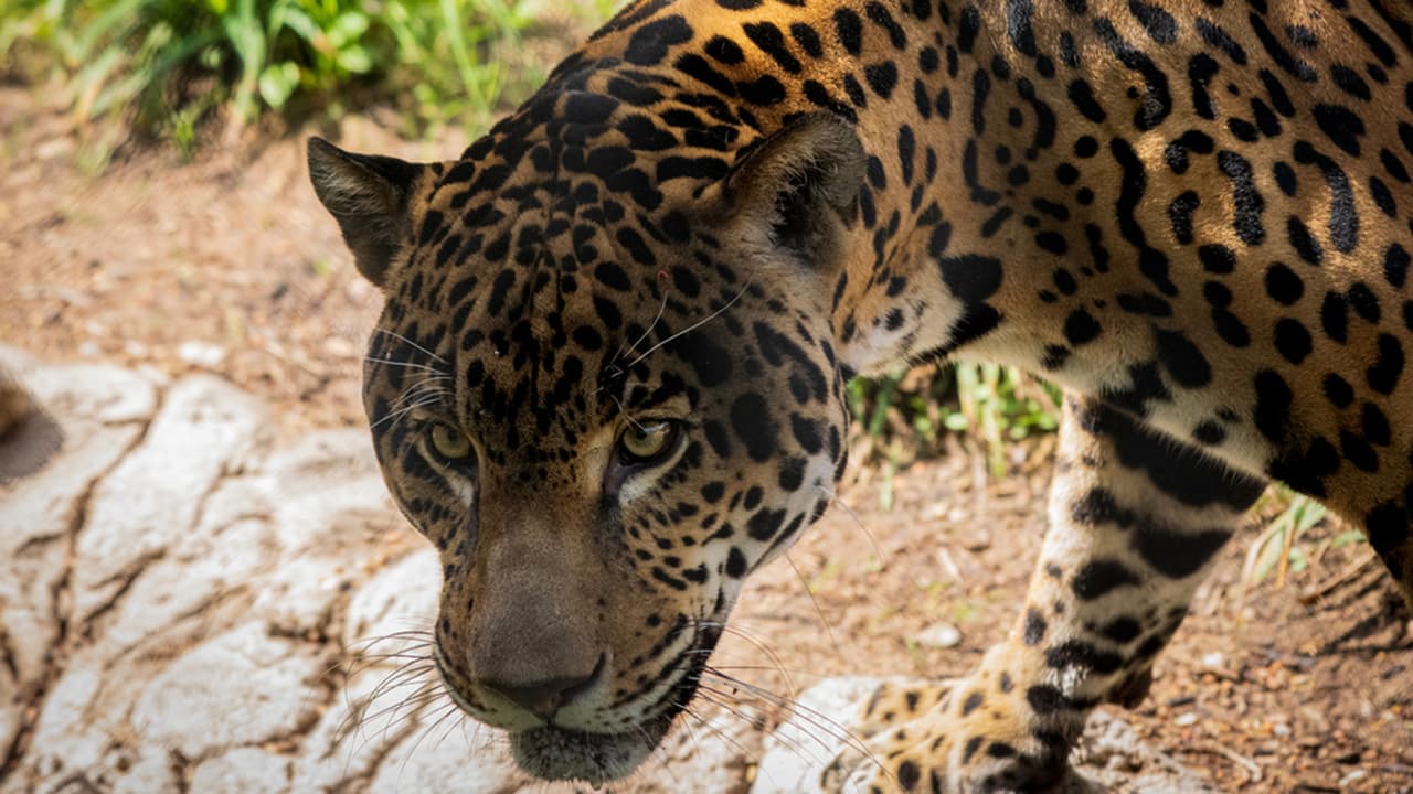 La exhibición incluye jaguares, ranas dardo, monos aulladores, anacondas y guacamayas que ahora están más cerca que nunca en Houston.
