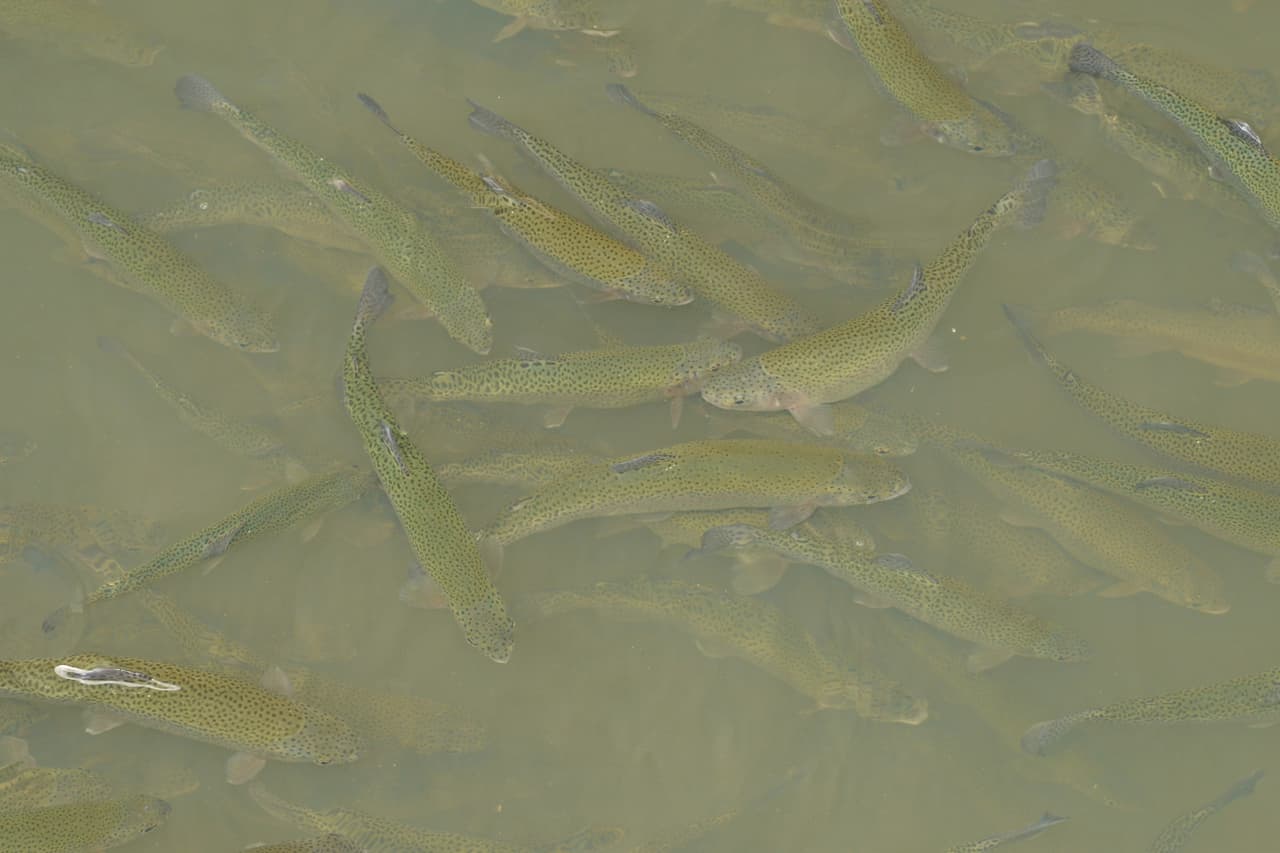 El criadero de truchas en Tonto Creek te da la oportunidad de alimentar a los pescados, aprender de la cultura de la trucha, visitar la planta de incubación y disfrutar de los hermosos alrededores.