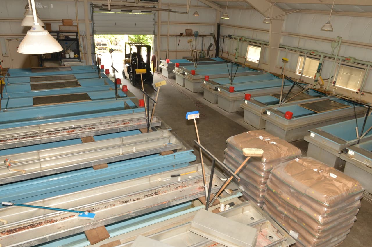 El criadero de truchas en Tonto Creek te da la oportunidad de alimentar a los pescados, aprender de la cultura de la trucha, visitar la planta de incubación y disfrutar de los hermosos alrededores.