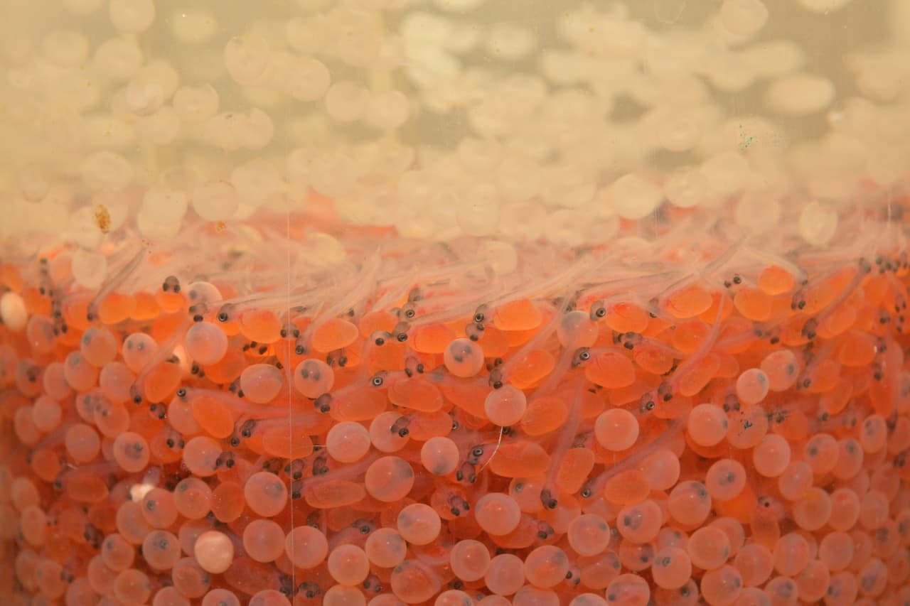 El criadero de truchas en Tonto Creek te da la oportunidad de alimentar a los pescados, aprender de la cultura de la trucha, visitar la planta de incubación y disfrutar de los hermosos alrededores.