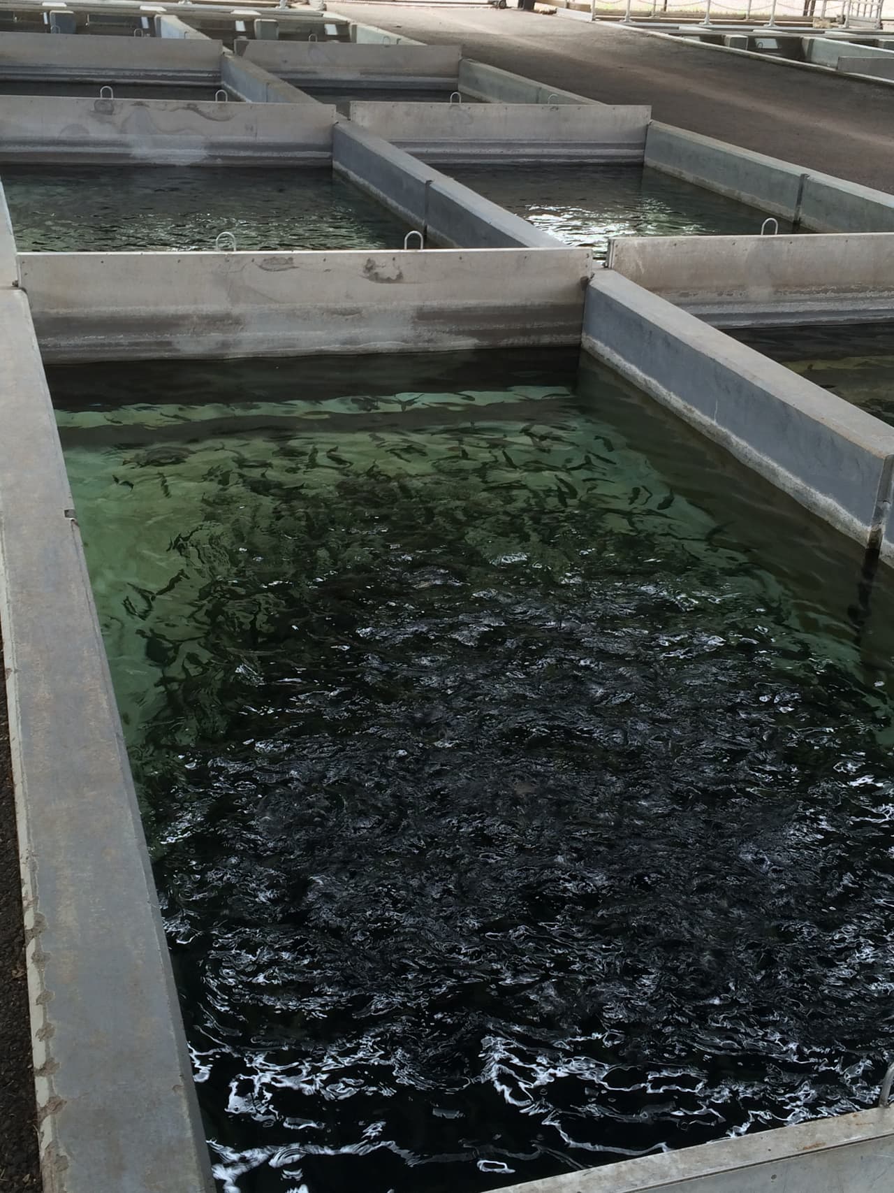 El criadero de truchas en Tonto Creek te da la oportunidad de alimentar a los pescados, aprender de la cultura de la trucha, visitar la planta de incubación y disfrutar de los hermosos alrededores.