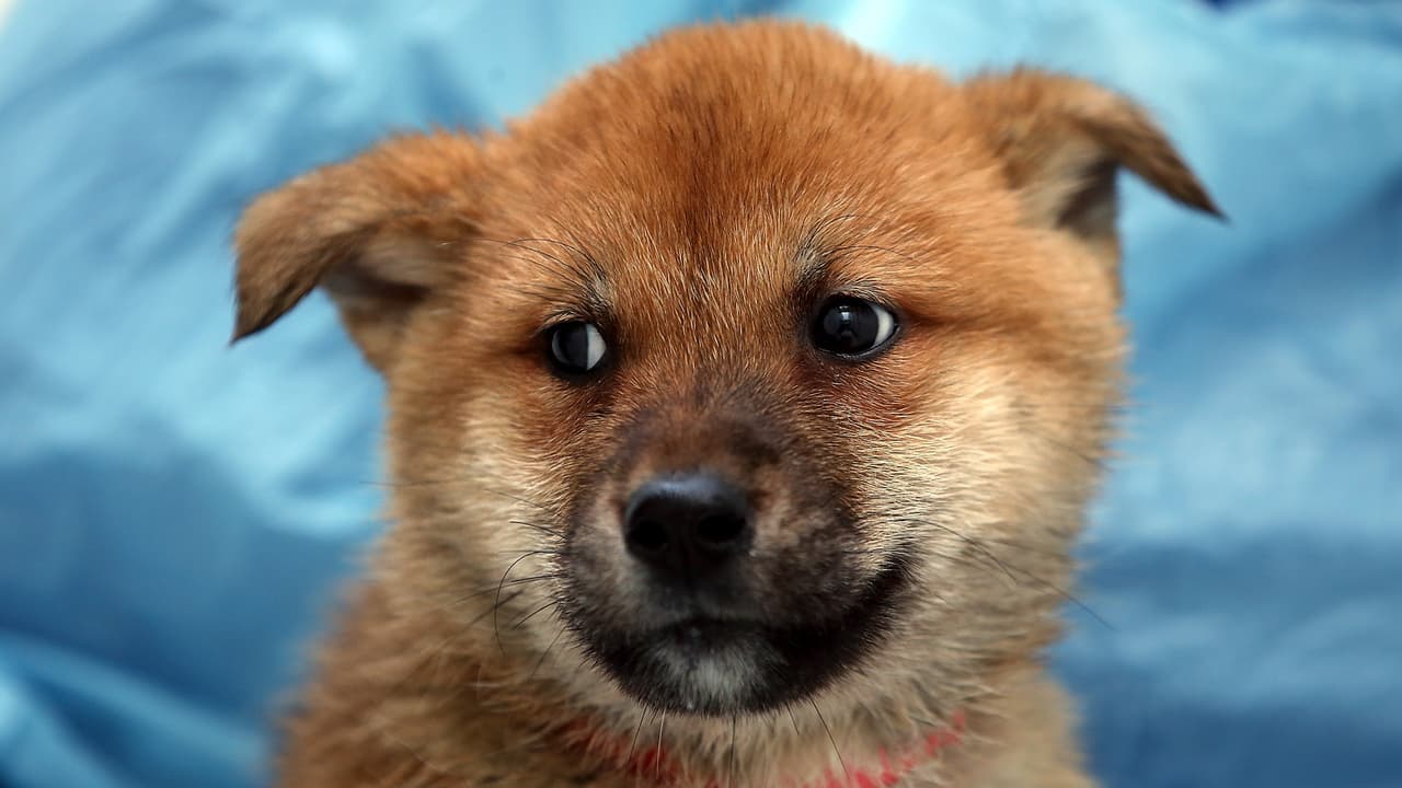 Perros rescatados de Oklahoma llegan a Illinois para ser adoptados