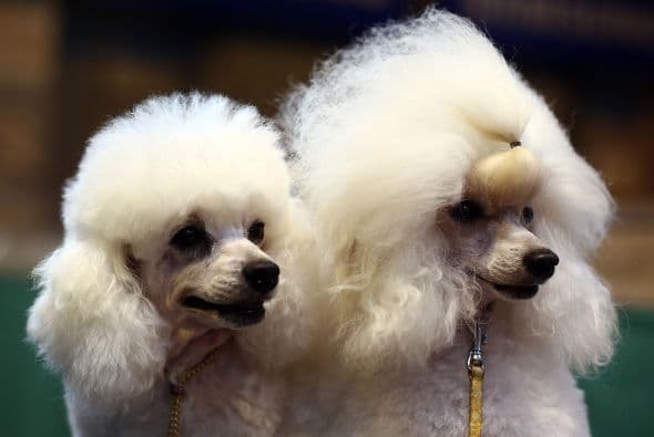 Caniche. Tiene una sola capa de pelaje y pierde muy poco (esto se aplica a todas las variedades: pequeña, mini y grande).