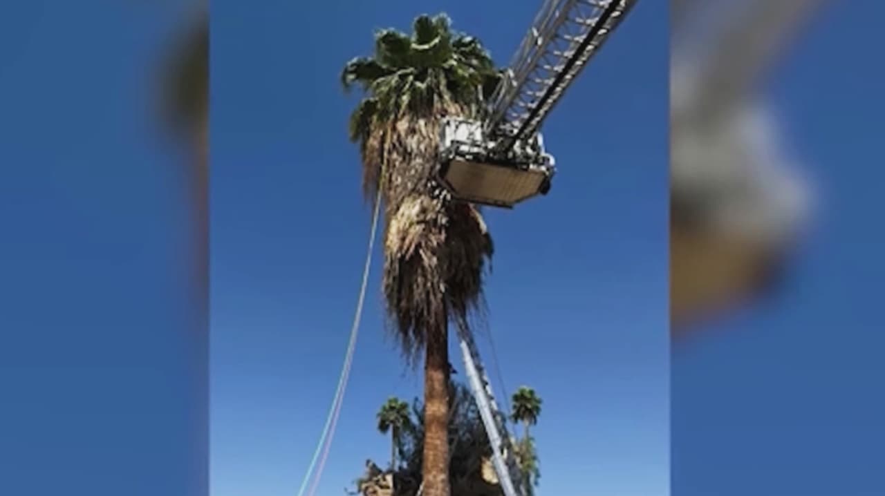 Tras la muerte de un jardinero hispano, autoridades alertan sobre los peligros de podar palmas