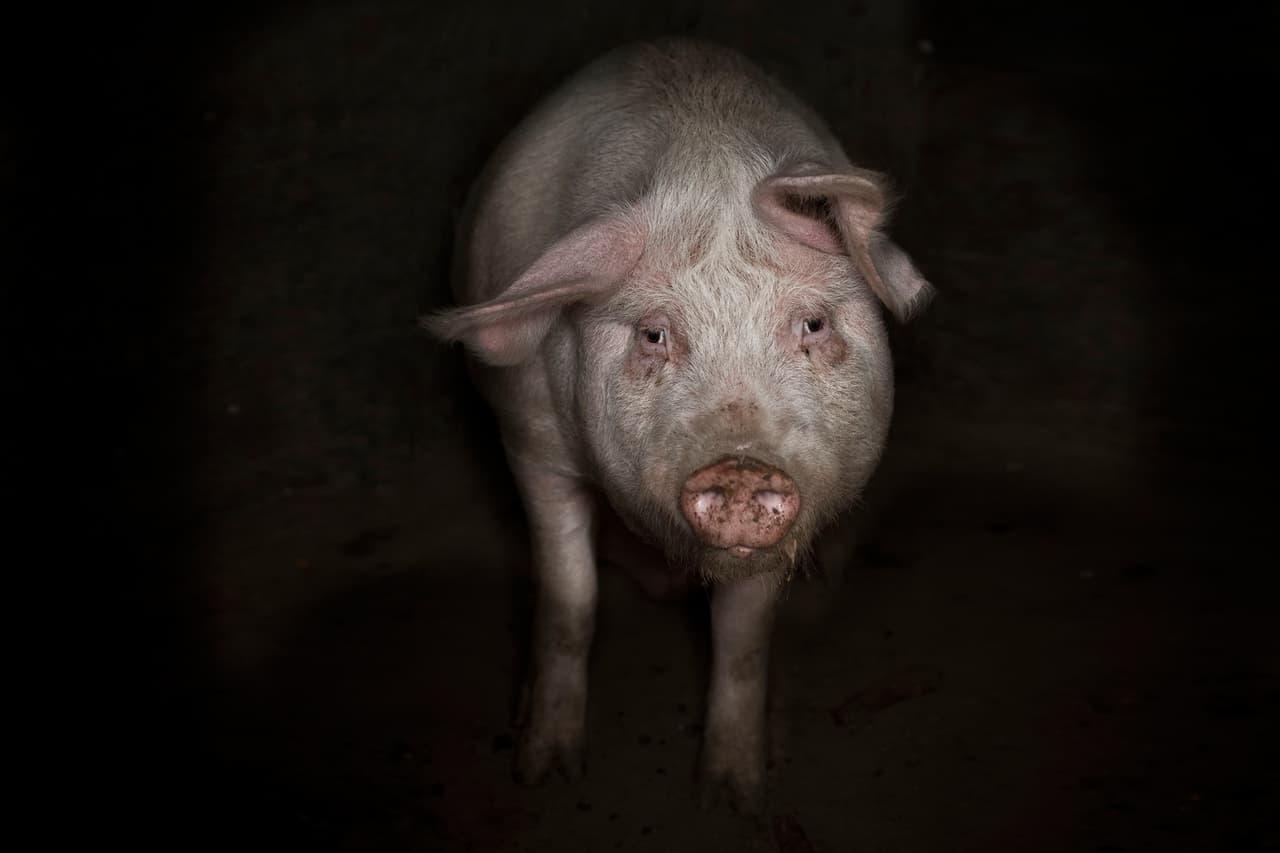 La Taierea Porcului: una tradición rumana de Navidad