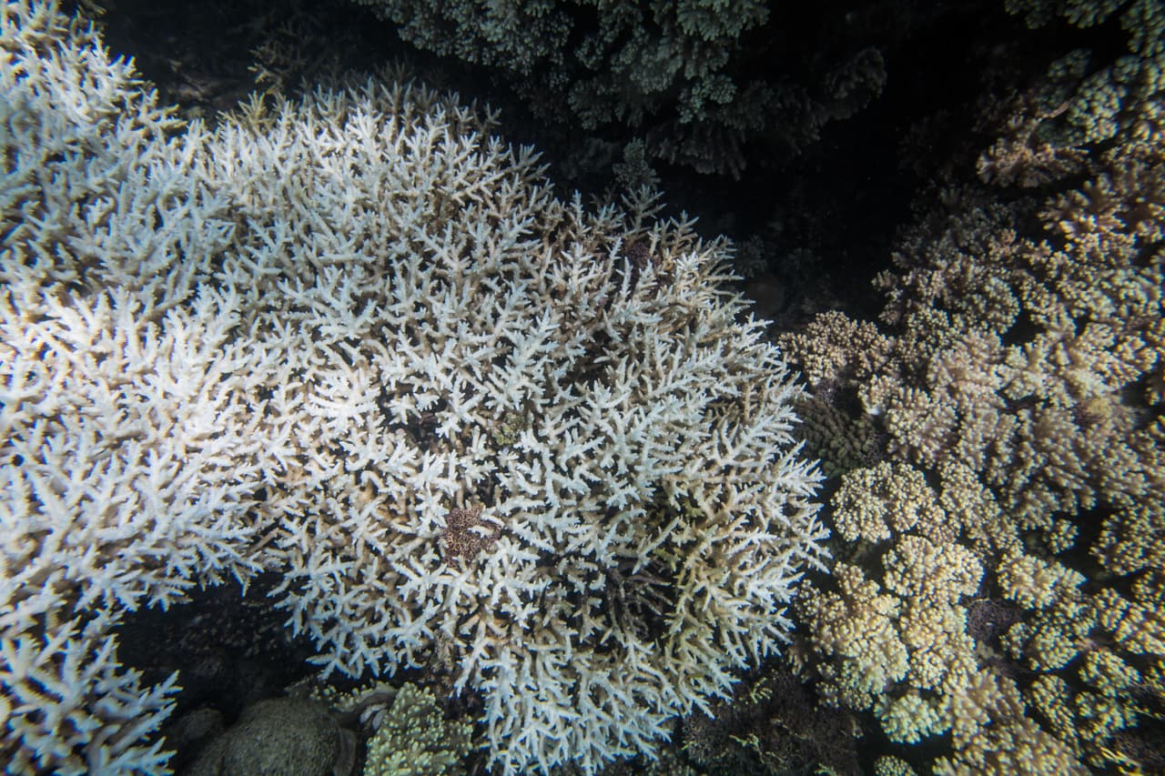 El Gran Barrera de Arrecife de Coral de Australia tiene su nombre precisamente porque como muro o barrera protege el agua cerca de la orilla, esto naturaliza las aguas poco profundas y lo convierte en un entorno ideal para una gran variedad de especies de plantas y animales para prosperar.