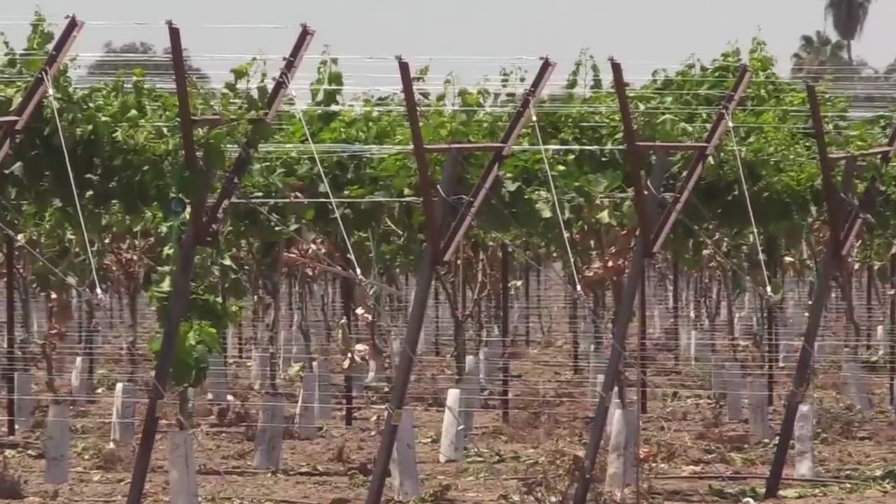 Coronavirus: proponen pago extra y más días de enfermedad para trabajadores agrícolas de California