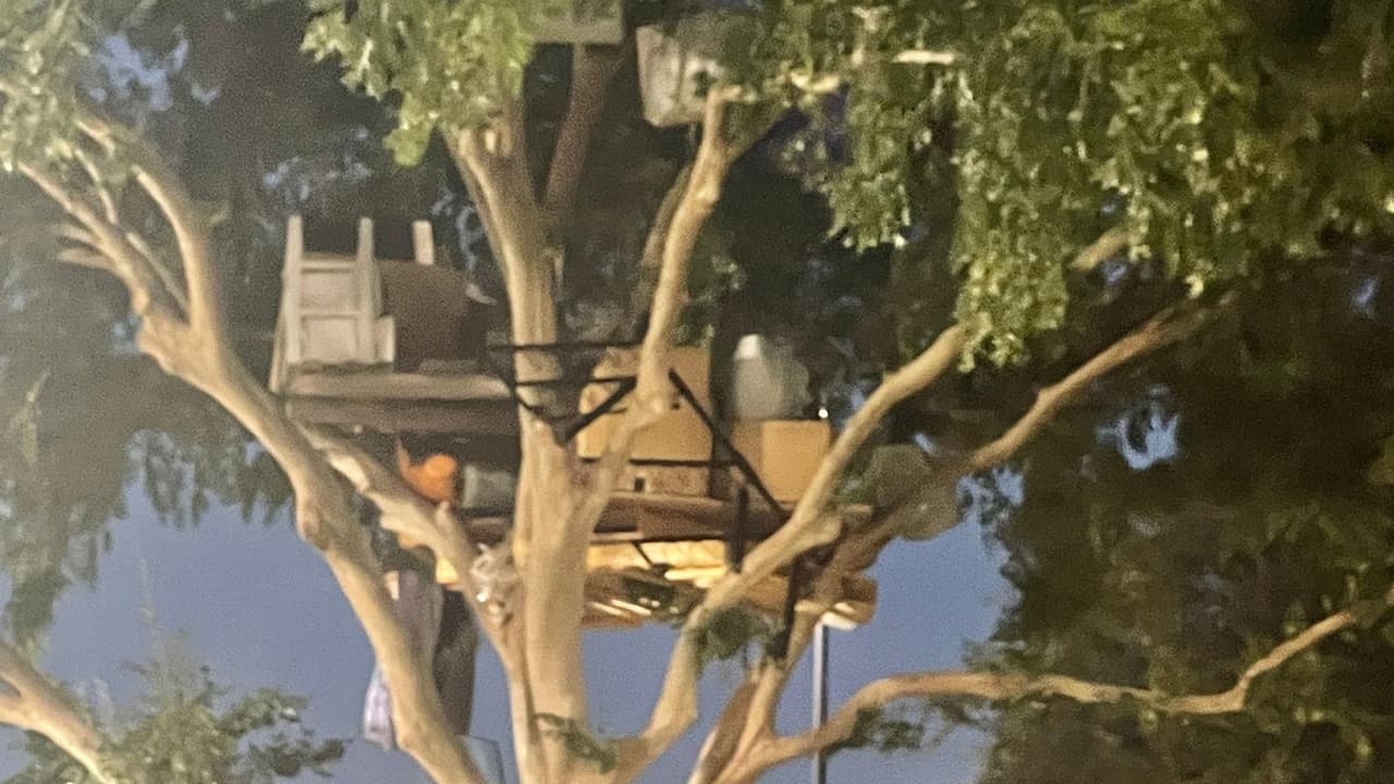 "Si se siente feliz allí, que viva, todos tienen derecho a ser felices con lo que sea, el único que se puede quejar es el árbol y no lo ha hecho", señala otro usuario.