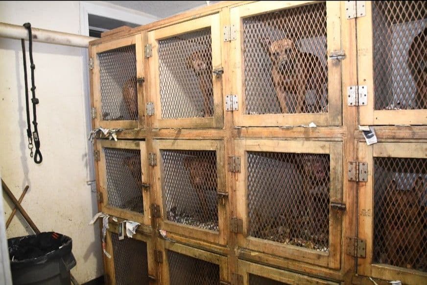 Desarticulan red de peleas de perros en Nueva York, rescatan a 29 de ellos