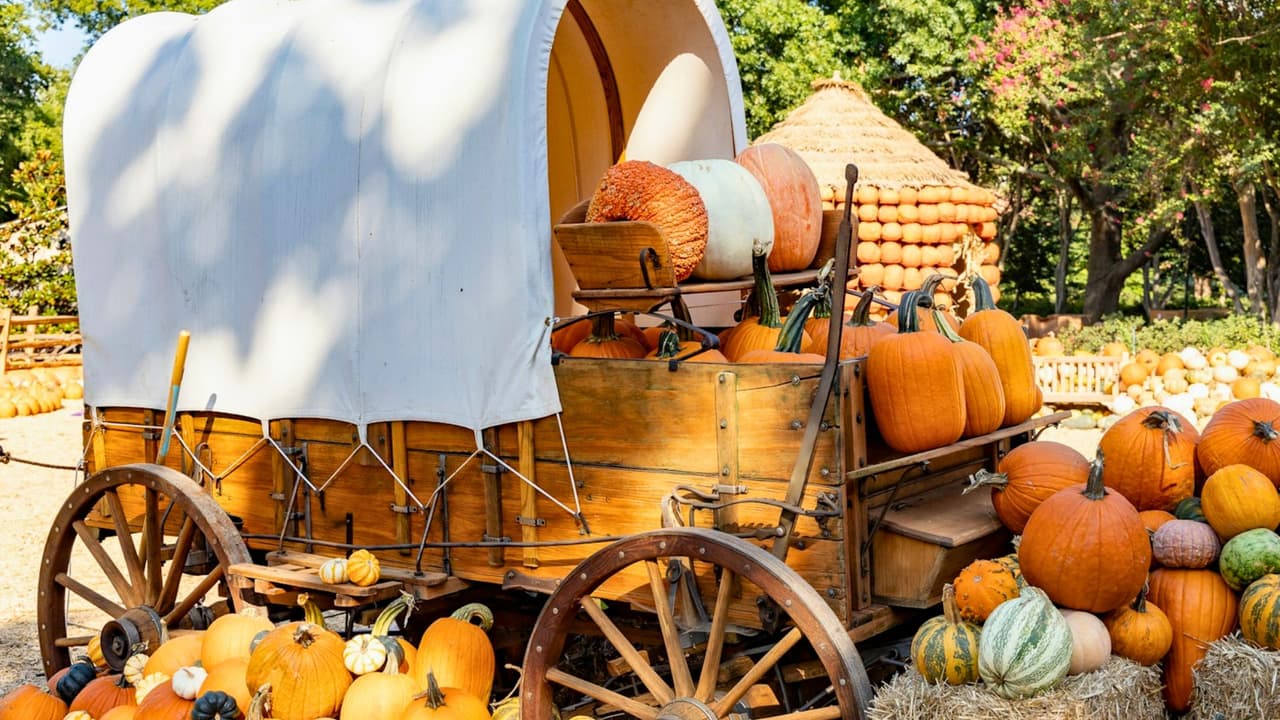 El otoño llegó al
<a href="https://www.dallasarboretum.org/" target="_blank">Arboreto y Jardín Botánico de Dallas</a> y
<b>promete ser un evento inolvidable para toda la familia</b>. Con
<b>la impresionante participación de 100,000 calabazas y 150,000 flores de otoño</b>. Este festival celebra la magia de la temporada en un entorno natural asombroso.