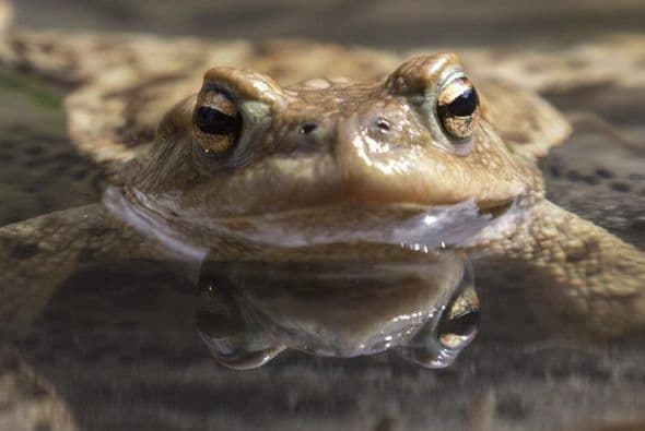 Un sapo macho toma el sol en aguas donde las hembras depositan sus huevos, Suiza.