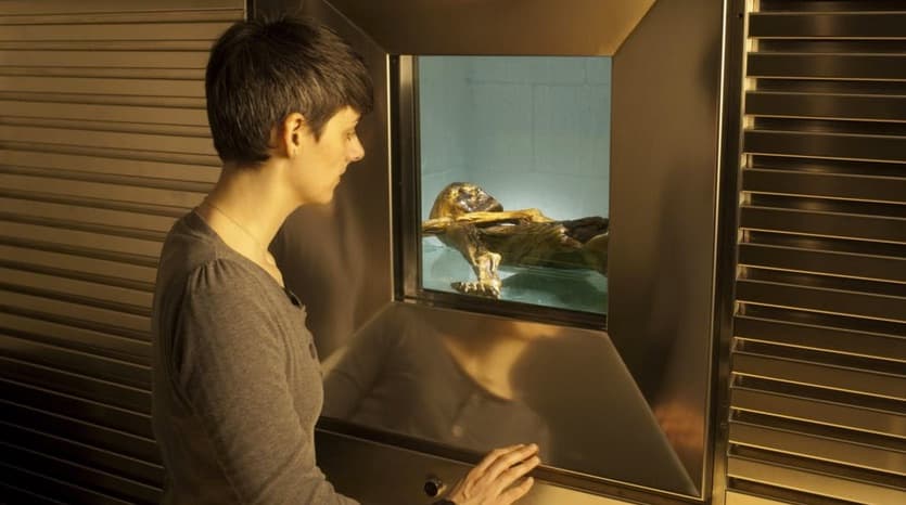 Otzi se mantiene en el museo Museo de Arqueología de Tirol del Sur en Bolzano, Italia, en una celda refrigerada especial. La momia se rocía regularmente con agua para que no se deshidrate ni se descomponga.