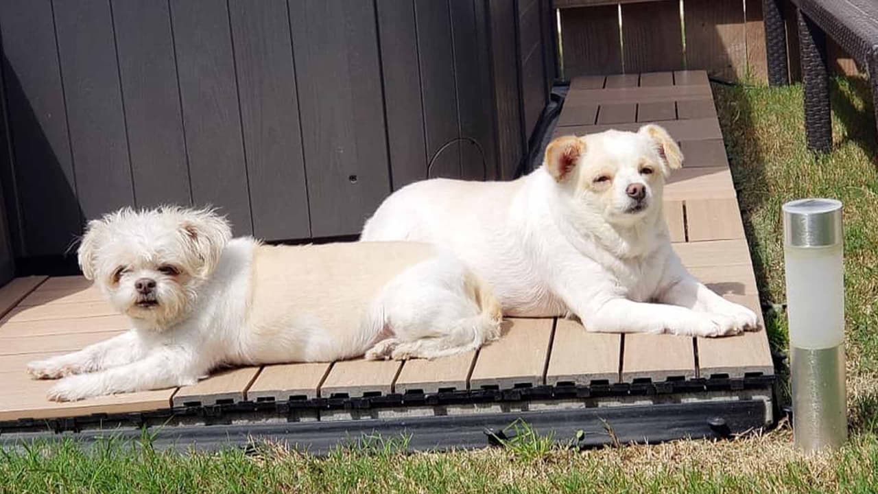 Laura Sierra. "Luna y Pepita, los amores de la casa, nuestras consentidas. #RescuedDogs"