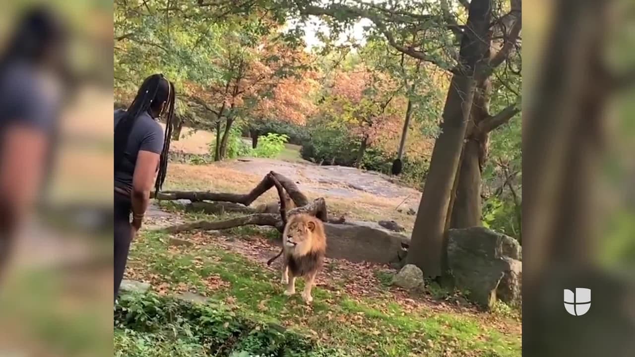 "Regresé por ustedes": una mujer burla de nuevo la seguridad del zoológico de El Bronx y le lanza dinero a los leones