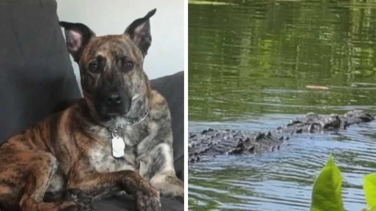 Familia pierde a su perro 'Kygo' en Florida tras el ataque mortal de un cocodrilo en el patio de su vivienda