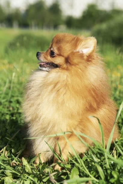 Suelen vivir unos 15 años. Son saludables, pero pueden tener problemas en la cadera.