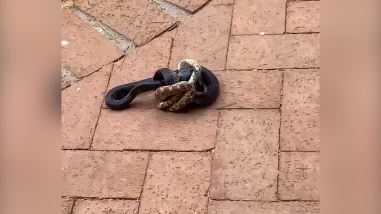Y cuando el calor es apremiante, 
<a href="https://www.univision.com/local/arizona-ktvw/serpiente-a-la-vista-es-la-epoca-del-ano-en-que-puedes-encontrarte-una-en-el-sitio-menos-pensado-video">las serpientes pueden aparecer en el patio de la casa o bajo cualquier sombra</a>, buscando un lugar fresco.
