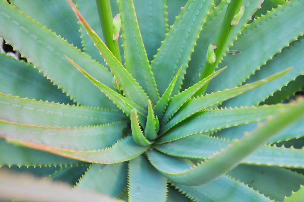 Pero antes, la planta ha sido usada en la medicina desde hace cientos de años, ya que sus propiedades eran conocidas por culturas ancestrales como los griegos y los egipcios, que inclusive creían que fomentaba la inmortalidad y la usaban para embalsamar a sus muertos.