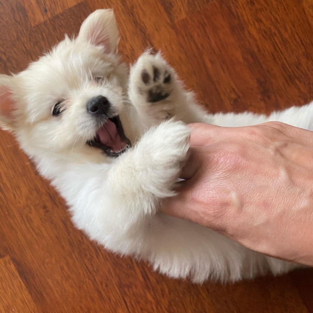 Es tan pequeñito y juguetón que nos enterneció a todos al ver sus fotos.