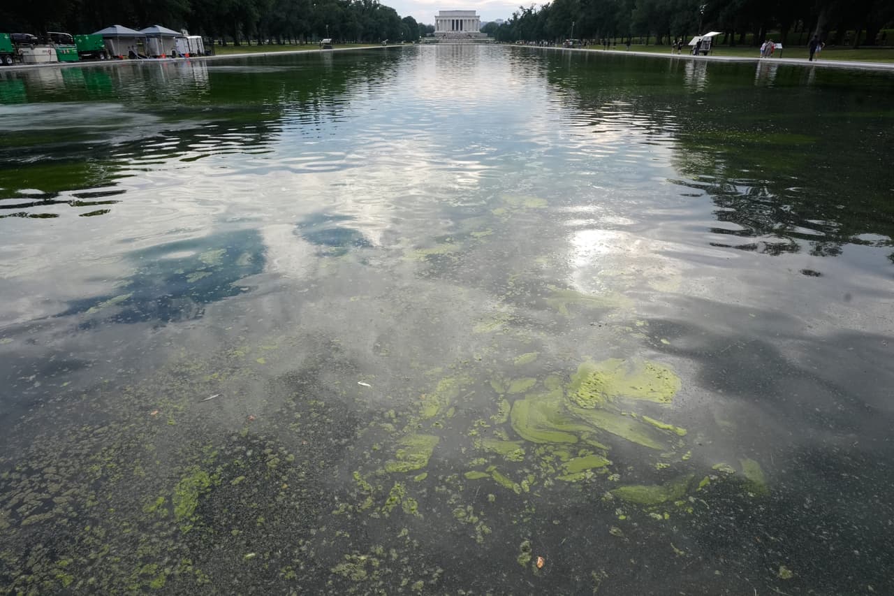 Las algas flotando en el estanque apenas permiten reflejar al cielo.