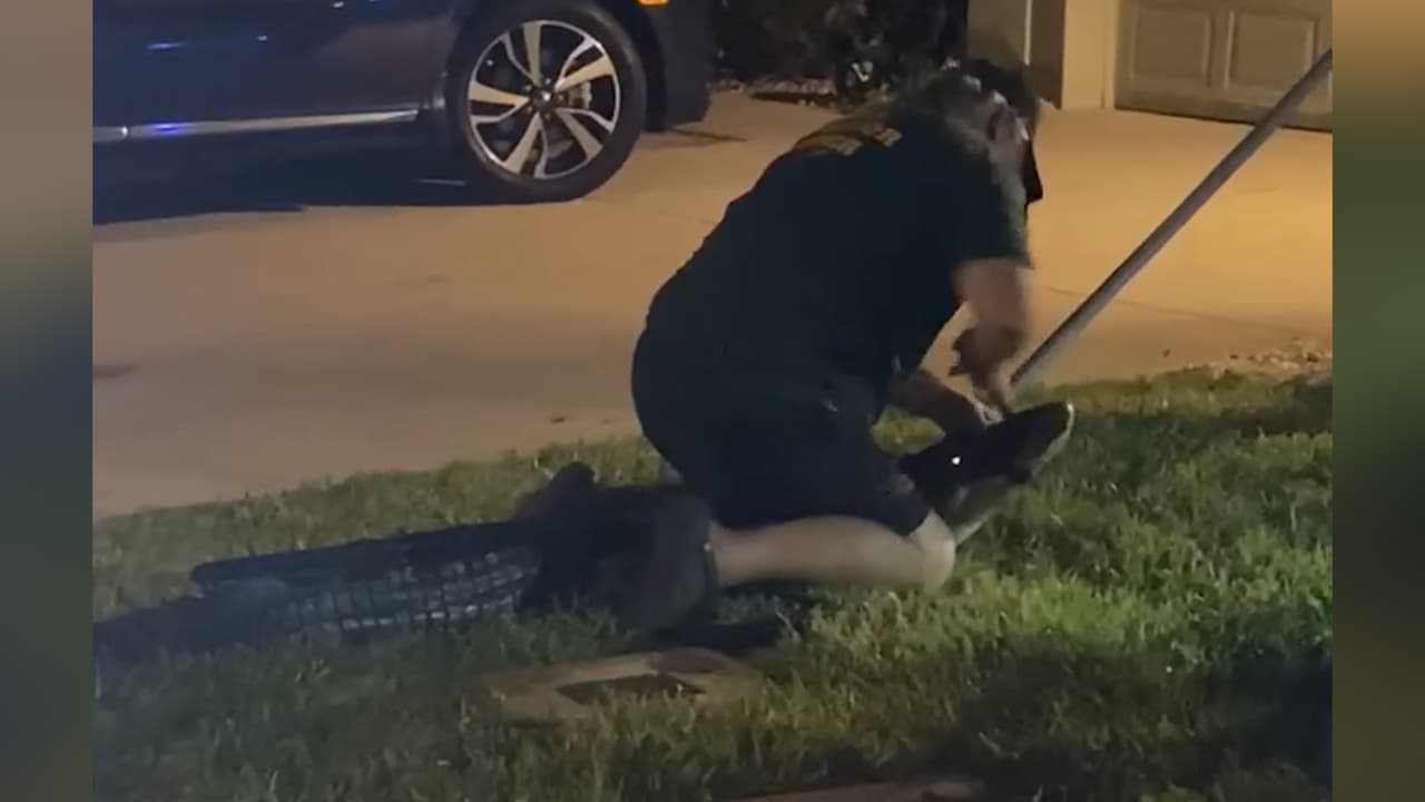 Tenga cuidado: los cocodrilos se vuelven más activos en esta época en Florida