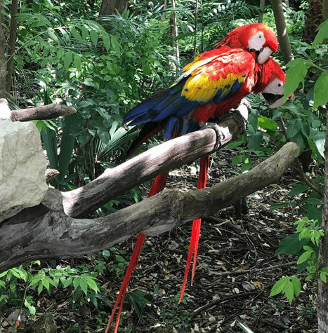 Y se divirtió viendo a esta pareja de guacamayas que lucía muy enamorada.