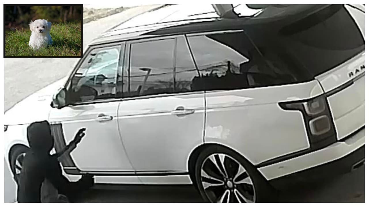 Ladrón roba auto y, cuando ve que hay un perro dentro, lo avienta por la ventana, dice policía