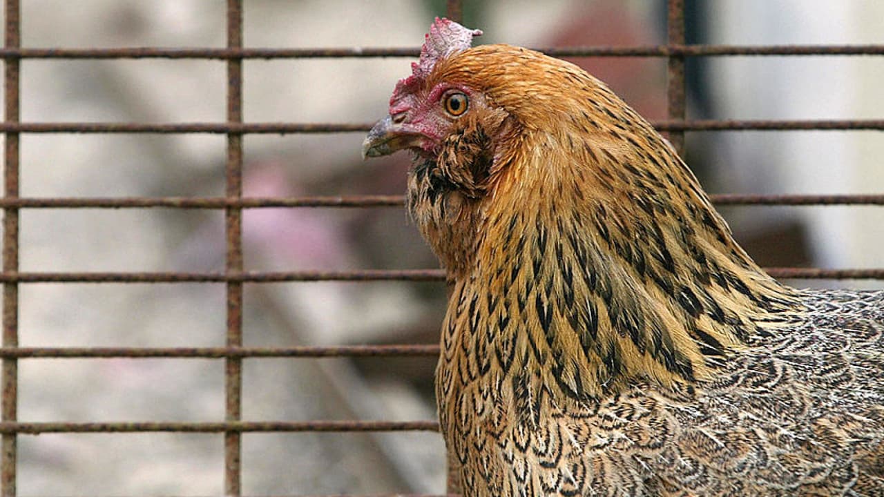 Los proponentes de las gallinas urbanas de Bakersfield no se dan por vencidos