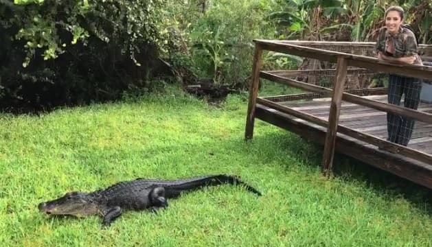 Esa no fue la primera vez que la conductora estuvo cerca de los cocodrilos, aquí la vemos apreciando con respeto a uno de ellos. Años antes, no imaginaría que un día estaría frente a frente con un caimán.