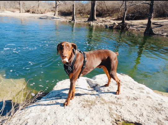 Isco es el hijo perruno de Cristy Fuentes.