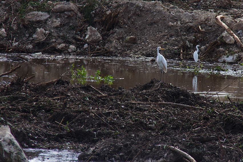 Especies en el manglar Tajamar.