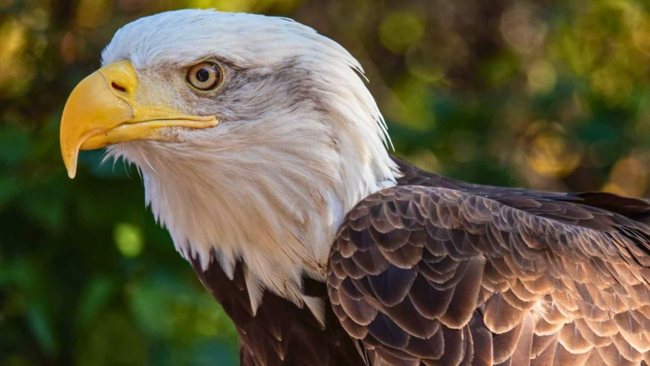 Este verano, el Zoológico de Dallas presenta sus esperados “Dollar Days”,
<b> fechas especiales para que toda la familia disfrute de una experiencia inolvidable a precios accesibles</b>. Marquen sus calendarios para 
<b>el jueves 18 de julio y el martes 6 de agosto</b>, cuando el zoológico reducirá 
<b>el costo de admisión a solo $1 por persona</b> para visitantes de 3 años en adelante (los menores de 2 años entran gratis).